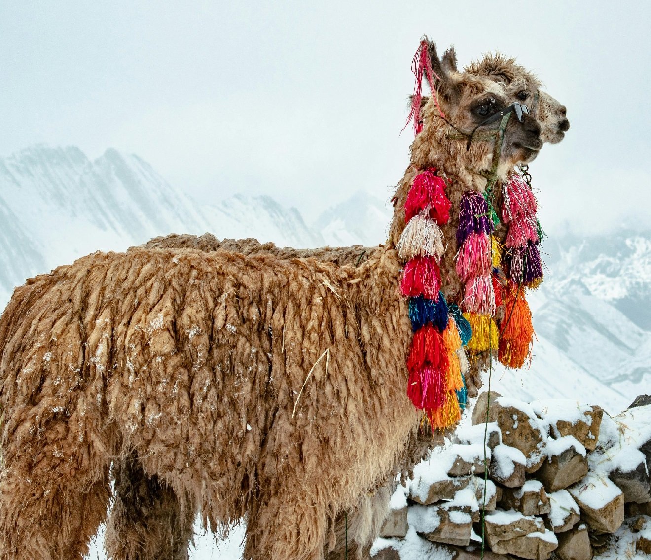 Affiliate Marketing: Promoting Bolivian Culture Online